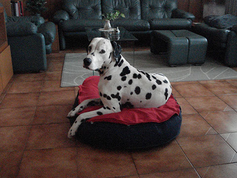 Cuscino gigante per cani